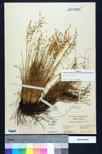 Juncus georgianus image