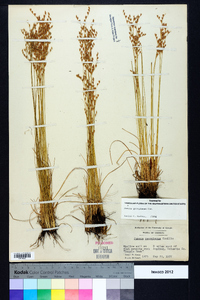 Juncus georgianus image