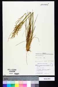 Juncus georgianus image