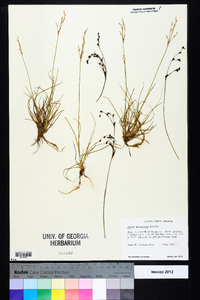 Juncus georgianus image