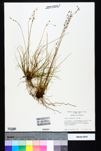 Juncus georgianus image