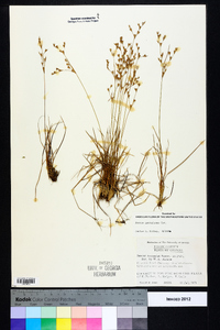 Juncus georgianus image