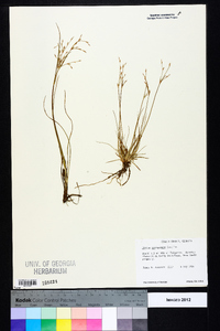 Juncus georgianus image