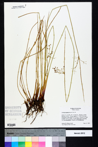 Juncus gymnocarpus image