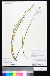 Juncus marginatus var. biflorus image