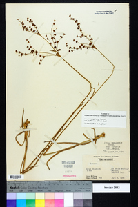 Juncus marginatus var. biflorus image