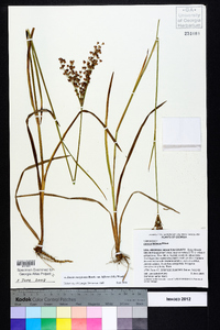 Juncus marginatus var. biflorus image