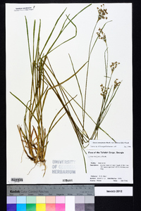 Juncus marginatus var. biflorus image