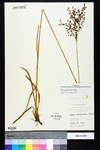 Juncus marginatus var. biflorus image