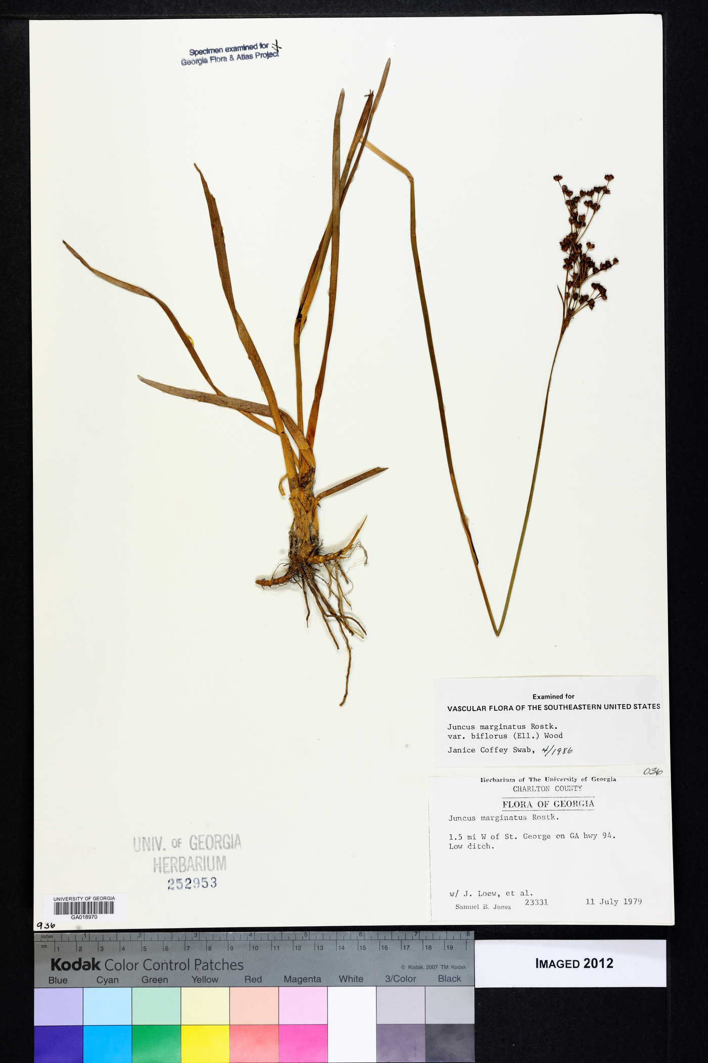 Juncus marginatus var. biflorus image