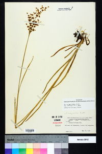 Juncus marginatus var. biflorus image