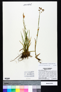 Juncus marginatus var. biflorus image