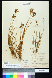 Juncus marginatus var. biflorus image