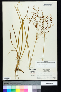 Juncus marginatus var. biflorus image