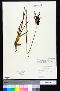 Juncus marginatus var. biflorus image