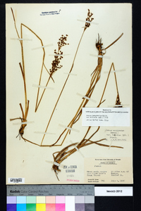 Juncus marginatus var. biflorus image