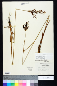 Juncus marginatus var. biflorus image