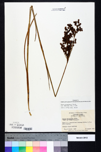 Juncus marginatus var. biflorus image