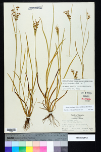 Juncus marginatus var. biflorus image