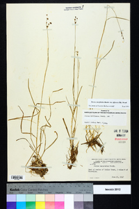 Juncus marginatus var. biflorus image