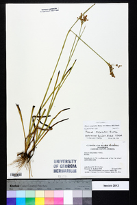 Juncus marginatus var. biflorus image