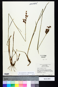 Juncus marginatus var. biflorus image