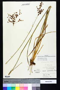 Juncus marginatus var. biflorus image