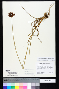 Juncus marginatus var. biflorus image