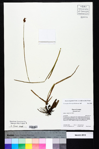 Juncus marginatus var. biflorus image