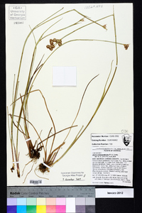 Juncus megacephalus image