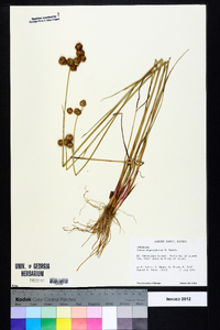 Juncus megacephalus image