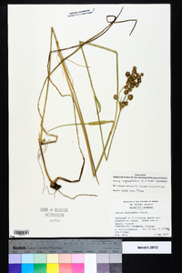 Juncus megacephalus image