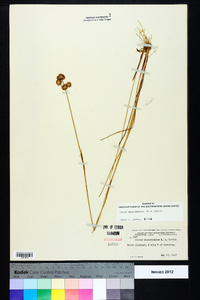 Juncus megacephalus image