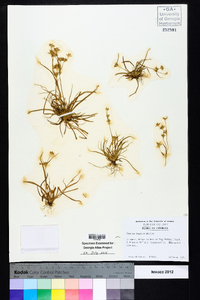 Juncus repens image