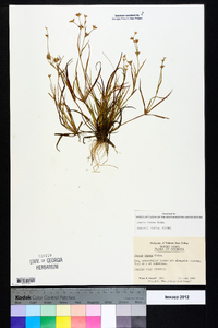 Juncus repens image