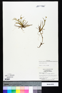 Juncus repens image