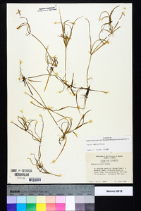 Juncus repens image