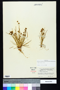 Juncus repens image