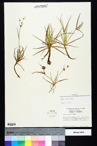 Juncus repens image