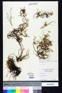 Juncus repens image