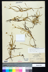 Juncus repens image