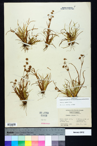 Juncus repens image