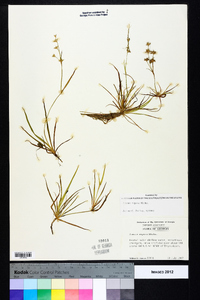 Juncus repens image