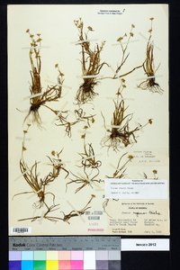 Juncus repens image