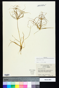 Juncus repens image