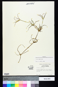 Juncus repens image