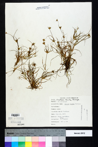 Juncus repens image