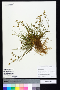 Juncus repens image