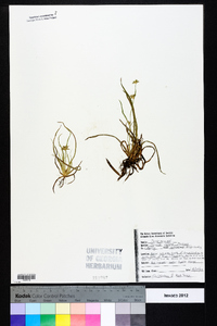 Juncus repens image