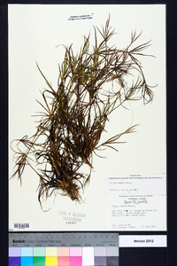 Juncus repens image